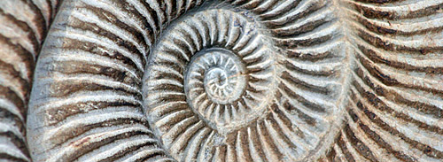 fossil image by Ross Brown