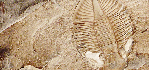 fossil image by Dave Dyet
