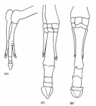 diagram of fetal horse feet