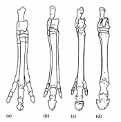 diagram of fossil horse feet